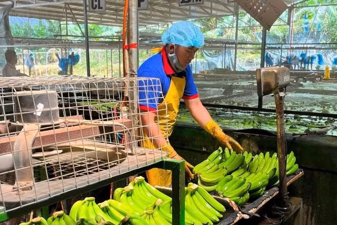 Sơ chế chuối trước khi đóng gói xuất khẩu tại Công ty cổ phần Nông nghiệp An Thịnh Khang Farm (tỉnh Gia Lai).