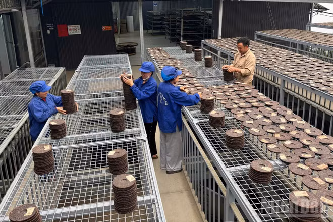 Nông dân sản xuất trà ép bánh "made in Vietnam". (Ảnh: THU HÀ)