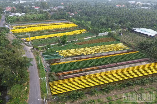 Nhiều loại hoa trên địa bàn phường Mỹ Phong (tỉnh Đồng Tháp) nở sớm nên nông dân chủ động tìm cách tiêu thụ.