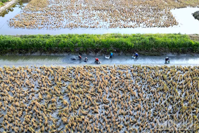 Hiện tượng El Nino được cảnh báo sẽ ảnh hưởng không nhỏ đến cây trồng, vật nuôi trong mùa khô 2026-2027 tại Cà Mau. (Ảnh minh họa: HỮU TÙNG)