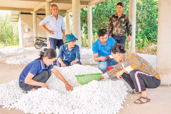 Kén tằm được thu mua với giá ổn định, mang lại nguồn thu ổn định cho người dân.