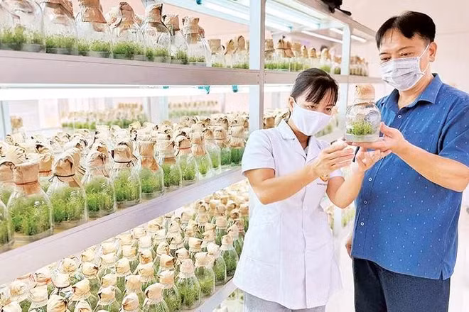 Cây giống được sản xuất bằng phương pháp nuôi cấy mô tại Trung tâm Thực nghiệm, thực hành và chuyển giao công nghệ, Trường đại học Tân Trào.