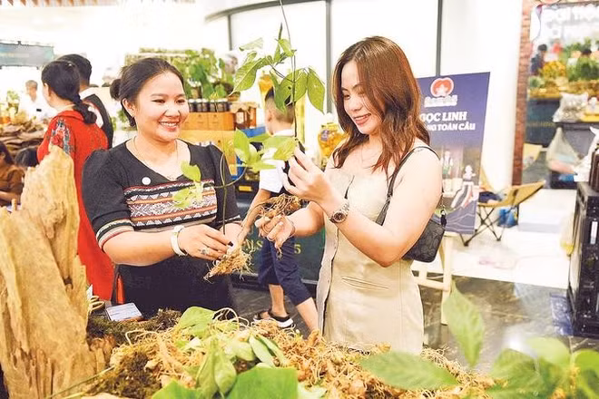 Du khách tìm hiểu, mua sắm tại Chương trình giới thiệu, quảng bá sâm Ngọc Linh và dược liệu thành phố Đà Nẵng.