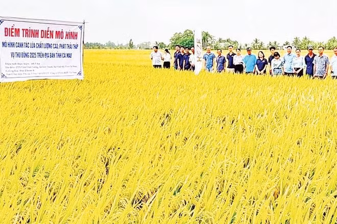 Tham quan mô hình “cánh đồng mẫu lớn”, giá trị kinh tế cao ở xã Vĩnh Mỹ.