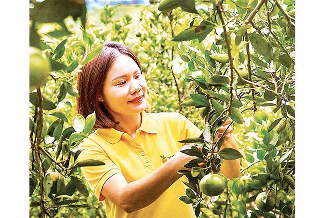 Giám đốc Hợp tác xã 3T Farm Cao Phong Vũ Thị Lệ Thủy chăm sóc cam tại trang trại.