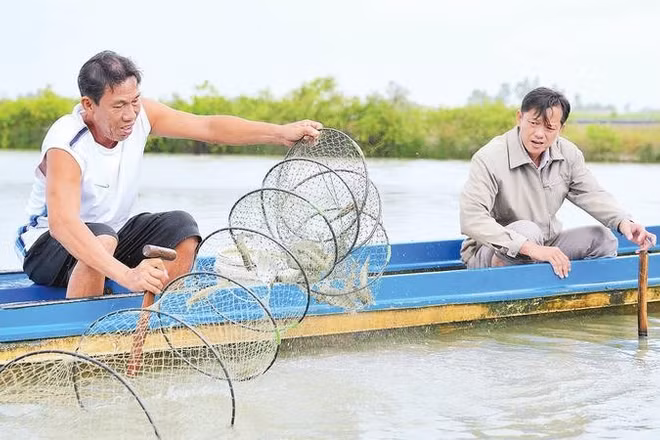 Gia đình ông Trương Thanh Sang ở ấp Hiệp Bình, xã Tân Thuận có thu nhập cao nhờ nuôi tôm quảng canh hai giai đoạn.