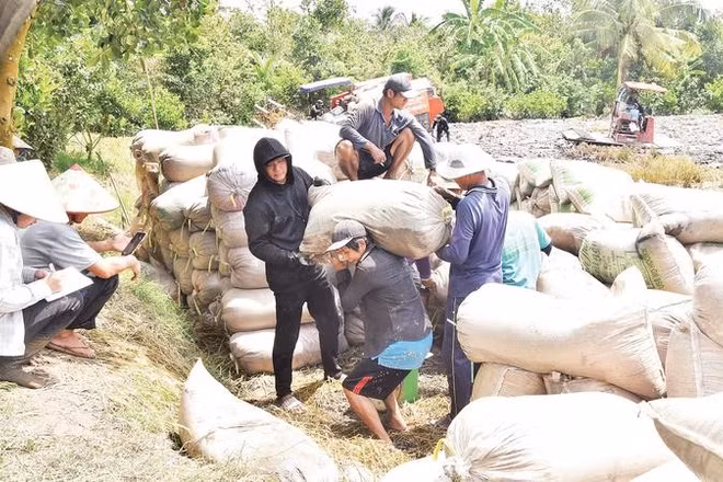 Nông dân xã Mỹ Thành (tỉnh Đồng Tháp) tiêu thụ lúa qua kênh thương lái.