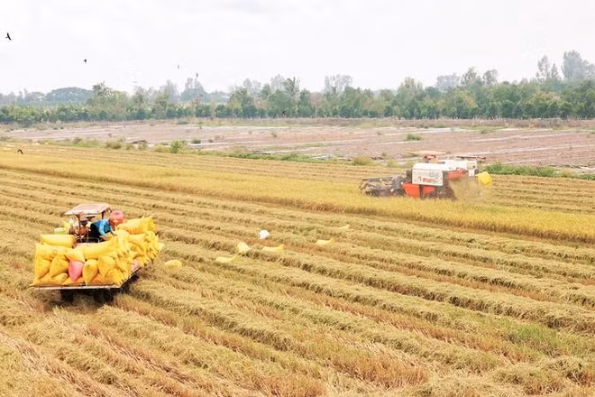 Đồng bộ cơ giới hóa trong sản xuất lúa giúp các thành viên Hợp tác xã nông nghiệp Phát Tài, xã Châu Thành, tỉnh Vĩnh Long tăng thu nhập.