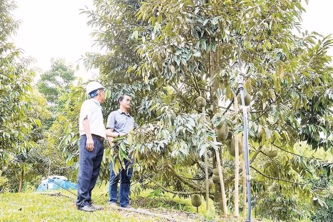 Đà Nẵng triển khai chuyển đổi số tại các nhà vườn, trang trại theo từng xã, phường.