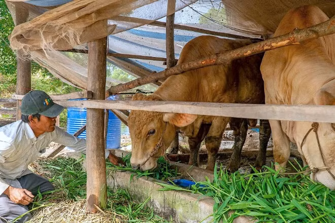 Hộ nghèo xã Tân Lộc (tỉnh Cà Mau) được tiếp cận vốn chính sách thực hiện mô hình chăn nuôi bò tại nhà.