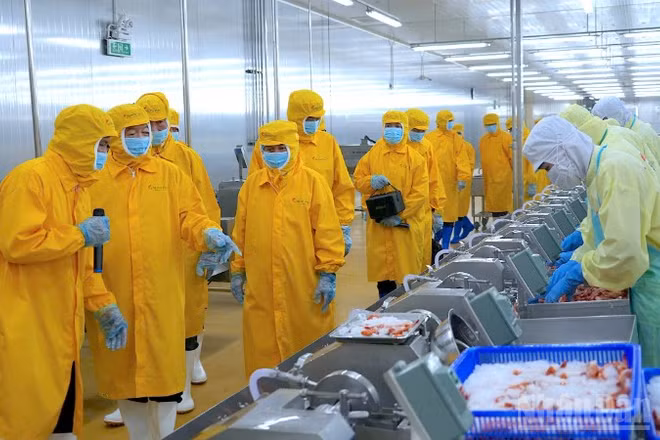Hoạt động chế biến tôm xuất khẩu tại Nhà máy thủy sản thuộc Tập đoàn Minh Phú tại xã Khánh An, tỉnh Cà Mau.