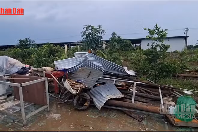 [Video] Dông lốc tại Cà Mau làm 75 căn nhà hư hại, 4 người bị thương