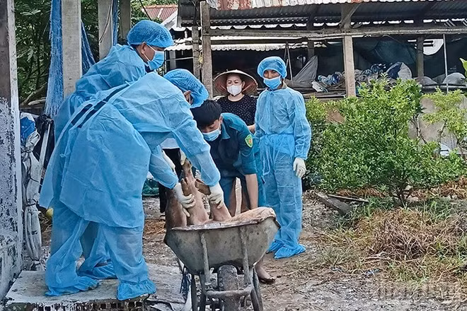 Lực lượng chức năng tiến hành tiêu hủy lợn bị bệnh. (Ảnh: CTV)