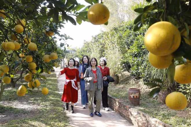 Khi các vườn cam, bưởi vào vụ thu hoạch cũng là lúc du khách đến thăm vườn ngày một đông.