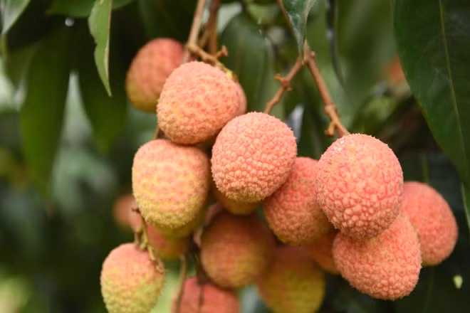 Bắc Ninh đang bước vào mùa thu hoạch vải sớm.
