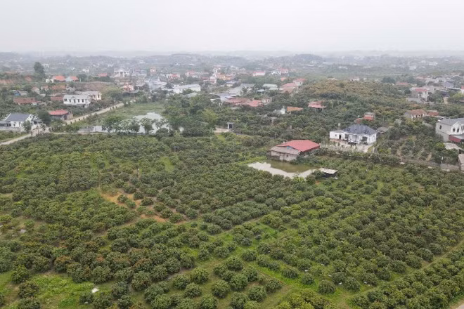 Vùng vải sớm tại xã Phúc Hòa, tỉnh Bắc Ninh.
