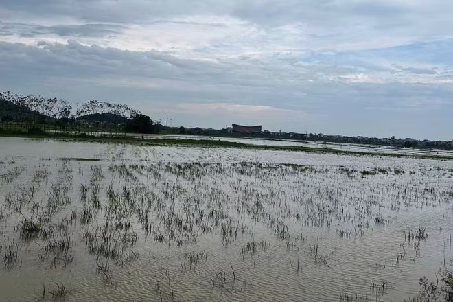Hơn 5.400ha lúa tại Bắc Ninh ngập sâu trong nước. (Ảnh: A.T)
