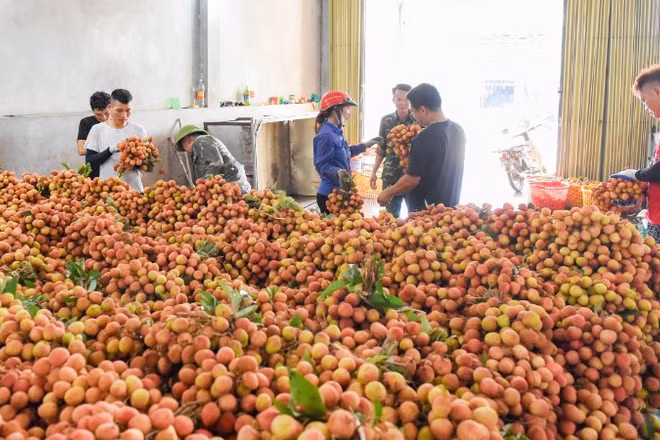 Nắng nóng, nên các hoạt động thu mua vải thiều sớm tại xã Phúc Hòa, tỉnh Bắc Ninh thường kết thúc trước 10 giờ sáng.