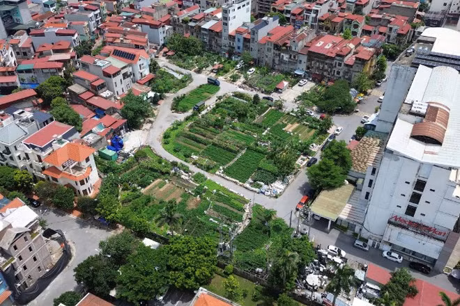 Do vướng mắc trong quá trình xử lý, dự án bị bỏ hoang gần 25 năm gây bức xúc, khiếu kiện kéo dài trong nhân dân, được người dân trong khu vực tận dụng trồng rau.