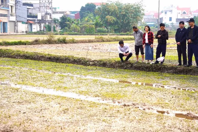 Kiểm tra diện tích gieo mạ giống lúa Ngọc Nương 9 tại phường Tam Sơn.