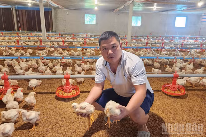 Anh Nguyễn Văn Huy trong trại gà của mình tại xóm Liên Hòa, xã Liên Sơn, tỉnh Phú Thọ.