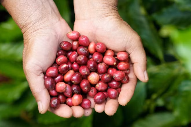 Cà-phê đặc sản của Đắk Lắk đã có mặt ở thị trường các nước châu Âu, Nhật Bản, Hoa Kỳ, Canada, Trung Quốc. (Ảnh: Nhân Dân)
