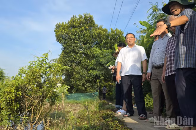 Ông Trần Chí Hùng (áo trắng), Phó Chủ tịch Ủy ban nhân dân thành phố Cần Thơ kiểm tra các tuyến đê bao. (Ảnh: VĂN ÚT) 