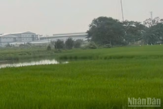 Đề án “Phát triển bền vững một triệu héc-ta chuyên canh lúa chất lượng cao và phát thải thấp gắn với tăng trưởng xanh vùng Đồng bằng sông Cửu Long đến năm 2030” đã và đang phát huy hiệu quả. (Ảnh: HNV)