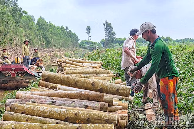 Thu hoạch gỗ cây keo lai tại lâm phần xã Khánh Lâm, tỉnh Cà Mau.