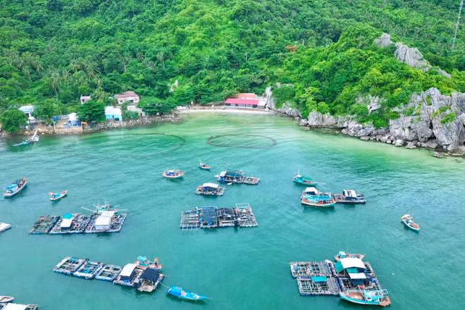 Xã đảo Hòn Nghệ phát triển mạnh nghề nuôi cá lồng bè trên biển. Ảnh: Khương Nhựt Minh 