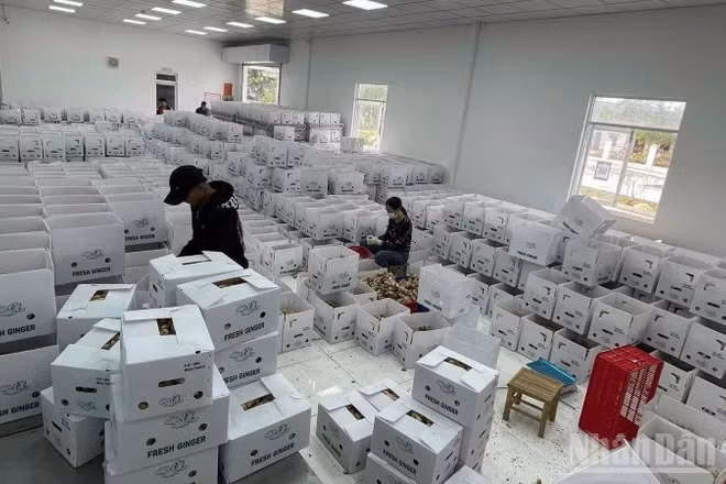 Năm tháng qua, bình quân một tháng có 28,5 nghìn doanh nghiệp thành lập mới và quay trở lại hoạt động. (Ảnh: HNV)
