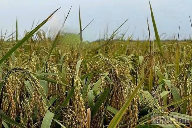 Lúa mùa đến lúc thu hoạch. (Ảnh: HNV)