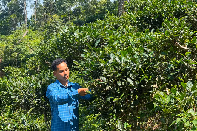 Lý Đức Dân bên vườn chè của gia đình. Ảnh: Tâm Thanh