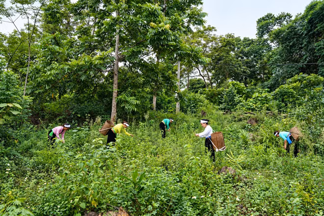 Người dân Phú Thọ khai thác các cây dược liệu quý dưới tán rừng. Ảnh: Thành Dân