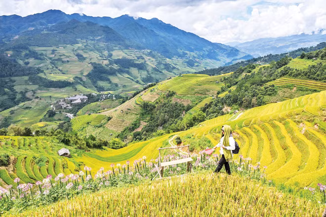 Màu no ấm bắt đầu nhuộm vàng những thửa ruộng bậc thang nơi đất trời Tây Bắc. 