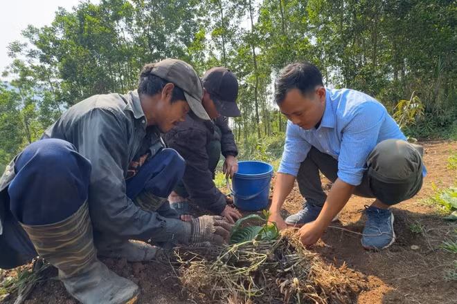 Cán bộ xã Sơn Tây Thượng (Quảng Ngãi) hướng dẫn người dân trồng cà-phê xen canh.