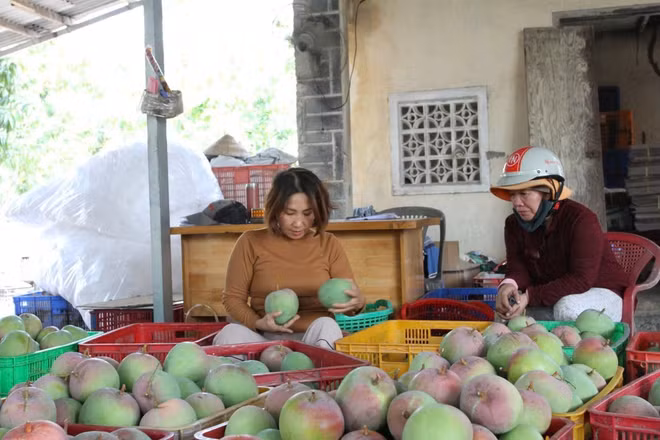 Người dân luôn phải đối mặt tình trạng được mùa mất giá. Ảnh: THANH SANG