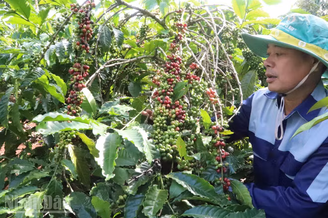 Đắk Lắk có hơn 1,087 triệu ha đất sản xuất nông nghiệp phù hợp trồng các loại cây công nghiệp chủ lực, nhất là cây cà-phê...
