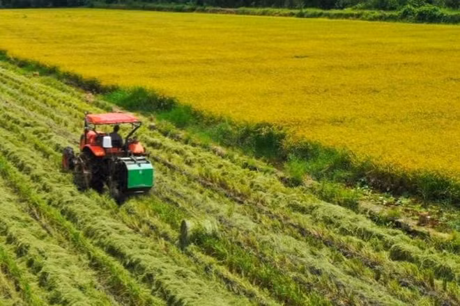 Dùng máy móc trong thu hoạch lúa, tăng năng suất lao động. (Ảnh: PV)