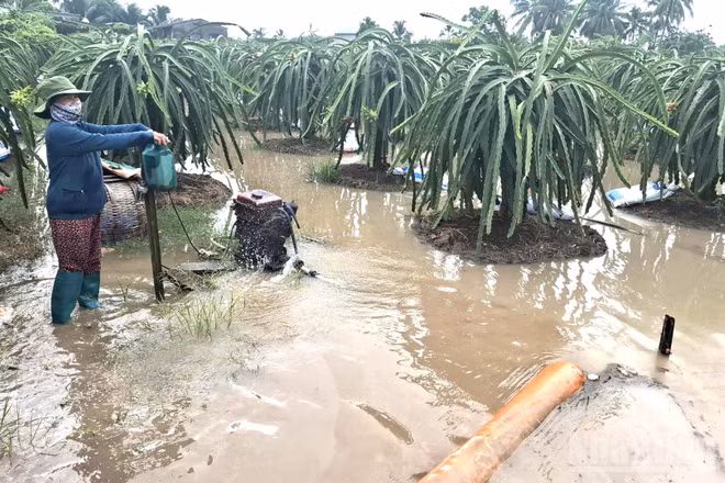 Người dân xã Tân Thuận Bình, tỉnh Đồng Tháp tranh thủ hút nước trong vườn thanh long bị ngập. (Ảnh: NGUYỄN SỰ) 