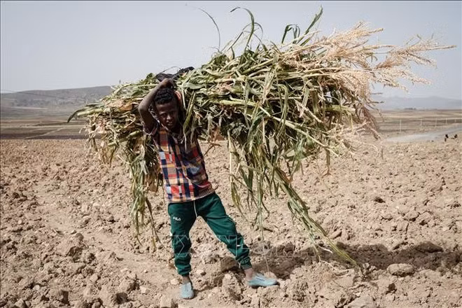 Em nhỏ làm việc dưới trời nắng nóng tại Tigray, Ethiopia. (Ảnh: AFP/TTXVN)