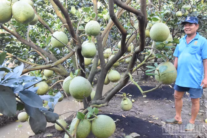 Trái bưởi được trồng tại khu phố Mỹ Hòa, phường Mỹ Phong (tỉnh Đồng Tháp). (Ảnh: NGUYỄN SỰ) 