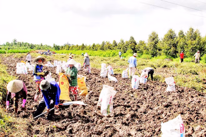 Nông dân thu hoạch khoai mỡ.