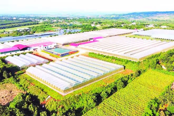 Gia Lai được coi là một trong những vùng trồng chanh leo lớn nhất cả nước.