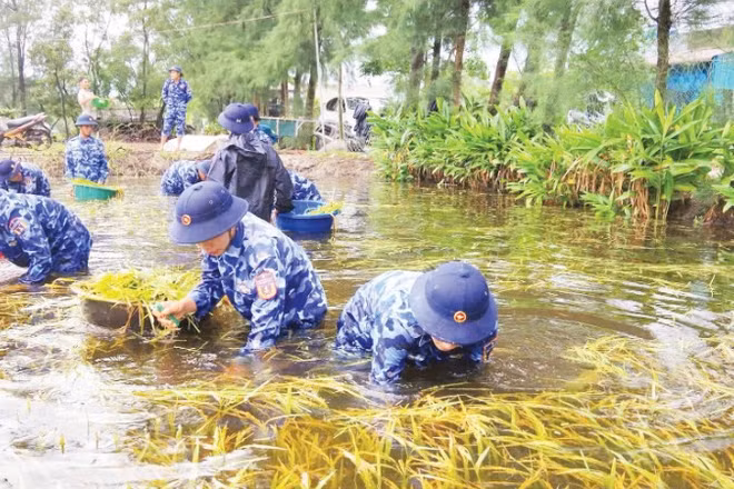 Cán bộ, chiến sĩ Hải đội 202 giúp nông dân xã Gio Hải (Quảng Trị) thu hoạch lúa chín bị ngập.