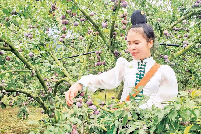 Hợp tác xã Nông sản bản địa Noọng Piêu, xã Phiêng Khoài, tỉnh Sơn La đang liên kết trồng hơn 80ha mận hậu, trong đó có hơn 30ha được cấp mã số vùng trồng sản phẩm mận Ruby. (Ảnh: HÀ TUẤN)