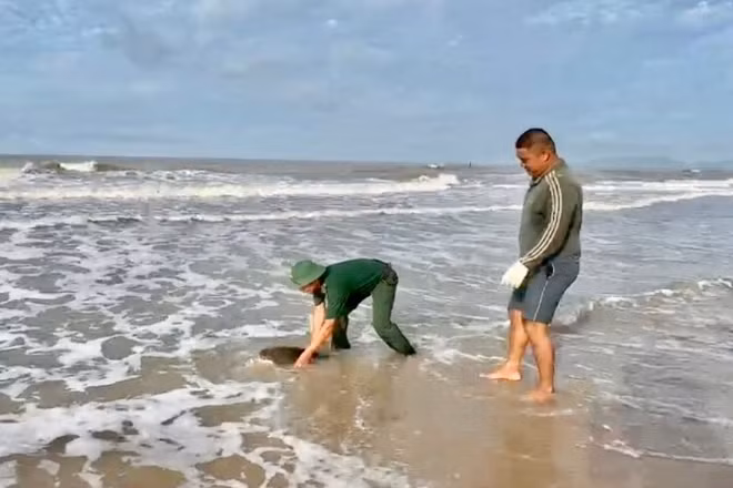 Bộ đội Biên phòng phối hợp lực lượng chức năng thả rùa biển về đại dương. (Ảnh: QUANG TIẾN)