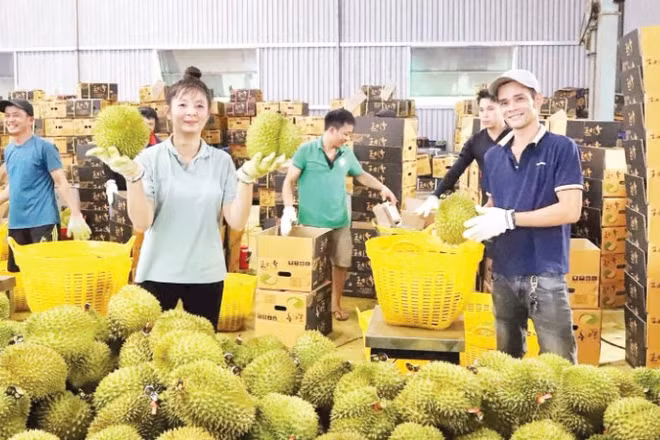 Thu mua sầu riêng tại xã Krông Pắc, tỉnh Đắk Lắk. (Ảnh CÔNG LÝ)
