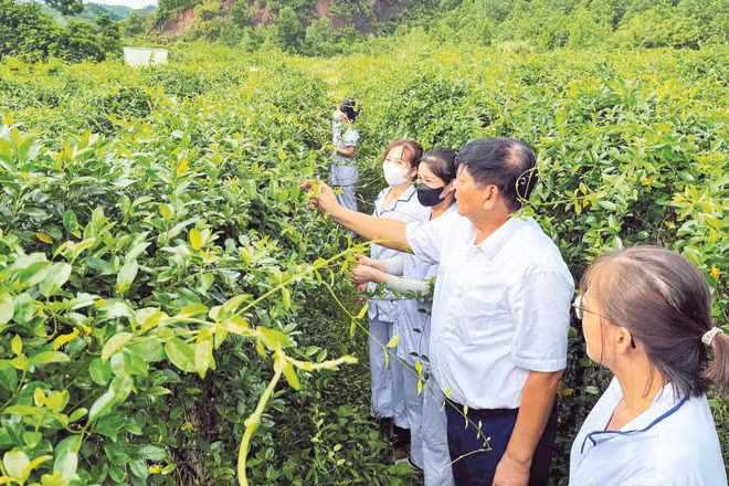 Dược sĩ, nhân viên Công ty Dược liệu Đông Bắc (Quảng Ninh) kiểm tra chất lượng, thu hoạch cây dây thìa canh. (Ảnh: THANH MAI)