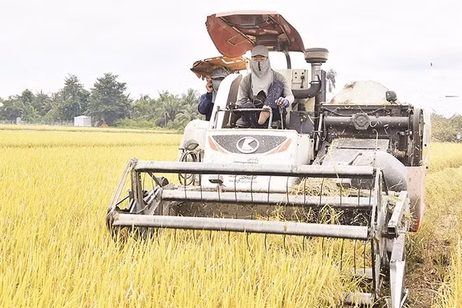Người dân tại tỉnh Đồng Tháp thu hoạch lúa.